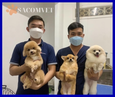 Phòng khám thú y Sacomvet: Nơi chăm sóc sức khỏe toàn diện cho thú cưng của bạn