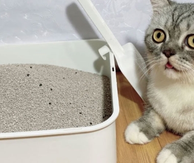 Chọn cát vệ sinh cho mèo dựa trên tiêu chí nào?