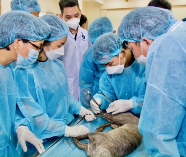 Phẫu thuật cho thú cưng