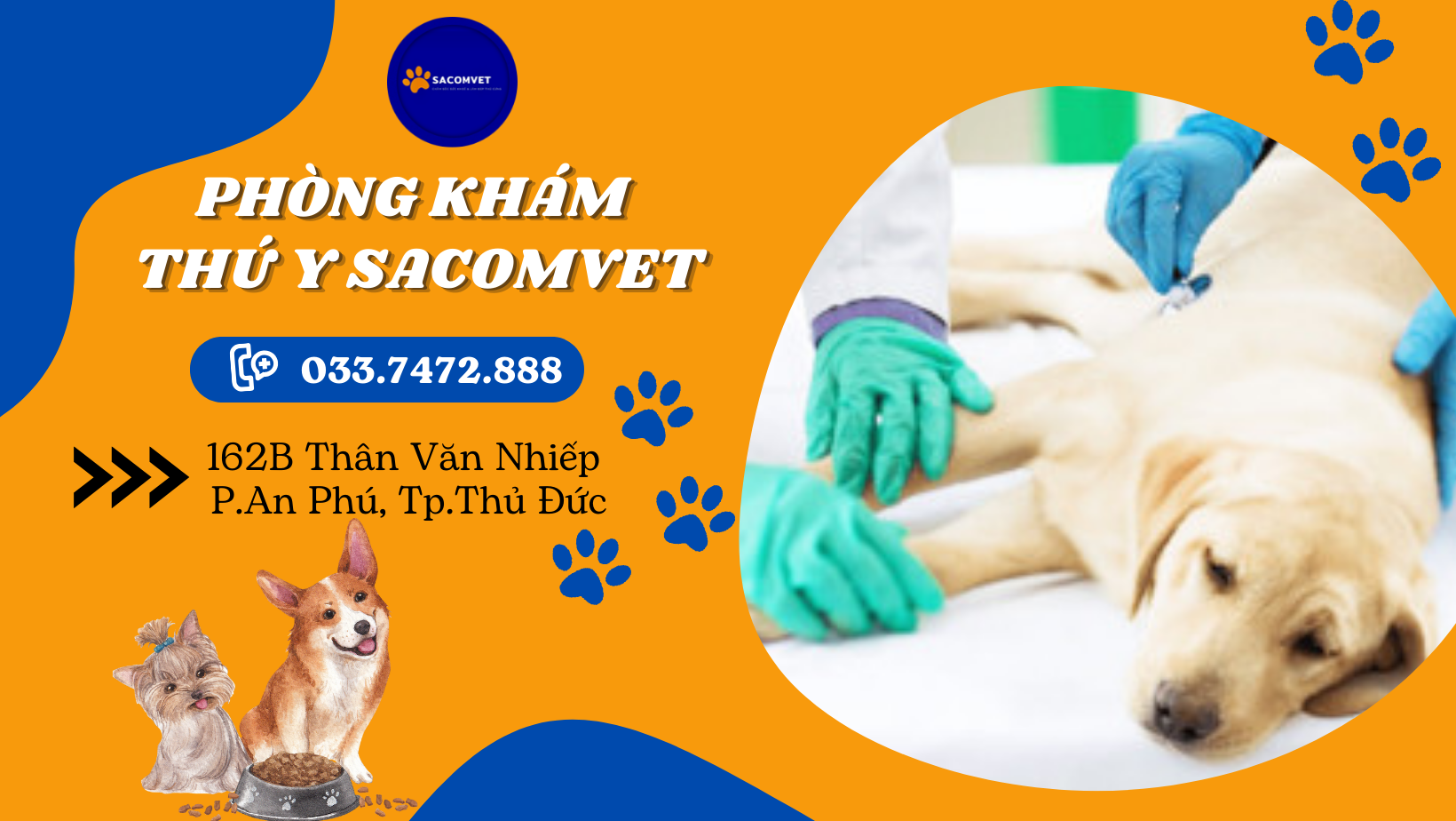 dịch vụ phẫu thuật mổ đẻ thú cưng