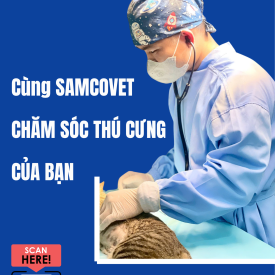 Khi nào sổ giun và tiêm phòng cho mèo con