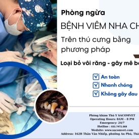 Viêm nha chu ở chó mèo: Dấu hiệu và điều trị hiệu quả tại SACOMVET – Quận 2