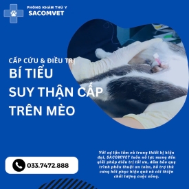  Mèo Bị Bí Tiểu: Dấu Hiệu Nguy Hiểm & Cách Sơ Cứu Cần Biết Ngay