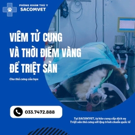 Điều trị viêm tử cung cho chó tại Quận 2 – Phòng khám thú y SACOMVET uy tín