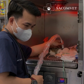 Giá triệt sản mèo tại phòng khám SACOMVET