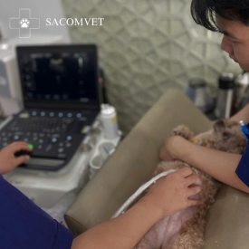 Phòng khám thú y triệt sản mèo đực giá tốt nhất TPHCM