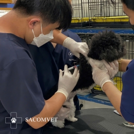 Lưu lại địa chỉ tiêm ngừa cho mèo đáng tin cậy được khách hàng khuyên chọn