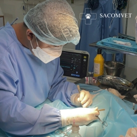 Bác sĩ thú y tại nhà TPHCM - Phòng khám SACOMVET