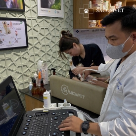 Ghé ngay phòng khám tổng quát cho mèo giá tốt với thiết bị hiện đại