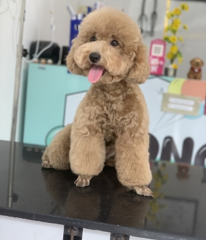 grooming cho cún poodle