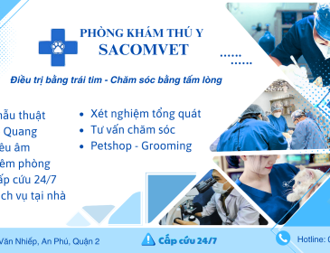 Hướng dẫn chọn phòng khám an toàn cho mèo
