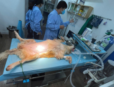 Phẫu thuật xương chó mèo tại SACOMVET Quận 2: Giải pháp hiệu quả cho thú cưng