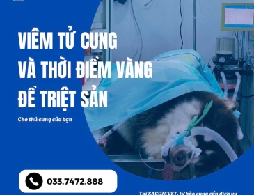 Viêm tử cung ở chó: Dấu hiệu & cách chữa tại SACOMVET Quận 2