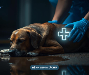 Bệnh lepto trên chó là gì?