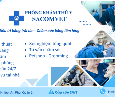 Hướng dẫn chọn phòng khám an toàn cho mèo