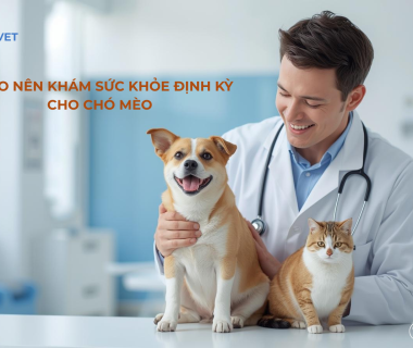 Khám sức khỏe định kì cho thú cưng 