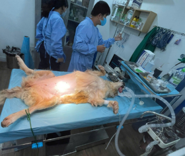 Phẫu thuật xương chó mèo tại SACOMVET Quận 2: Giải pháp hiệu quả cho thú cưng