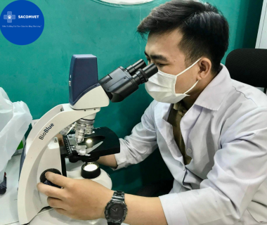 Viêm tử cung ở chó: Dấu hiệu & cách chữa tại SACOMVET Quận 2