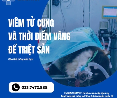 Viêm tử cung ở chó: Dấu hiệu & cách chữa tại SACOMVET Quận 2