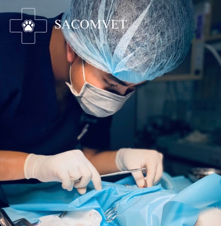 SACOMVET