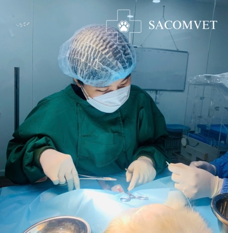 SACOMVET