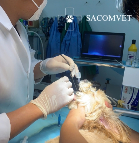 SACOMVET
