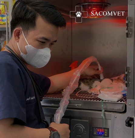 SACOMVET