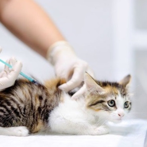 Lợi ích khi tiêm phòng cho thú cưng 