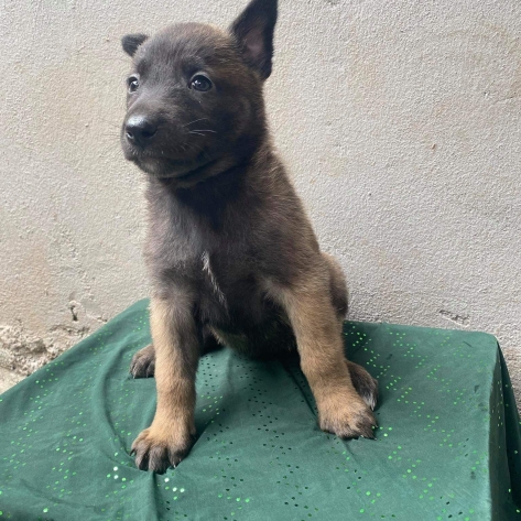 Bênh Care chó là gì 