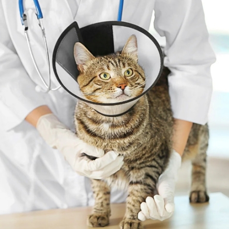 Bệnh viện thú y chuyên nghiệp Thủ Đức với đội ngũ y bác sĩ tay nghề cao
