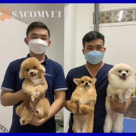 Phòng khám thú y Sacomvet: Nơi chăm sóc sức khỏe toàn diện cho thú cưng của bạn