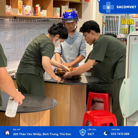 BỆNH DA LIỄU Ở THÚ CƯNG 