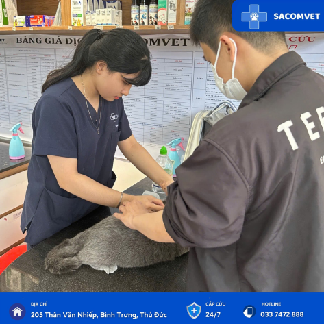 BỆNH TIẾT NIỆU Ở THÚ CƯNG 