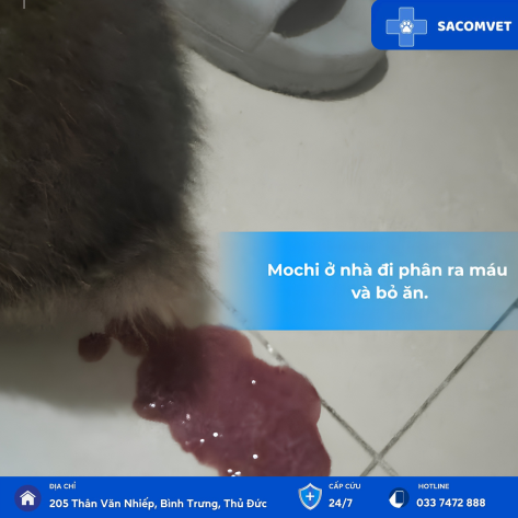 BỆNH TIÊU HÓA Ở THÚ CƯNG  