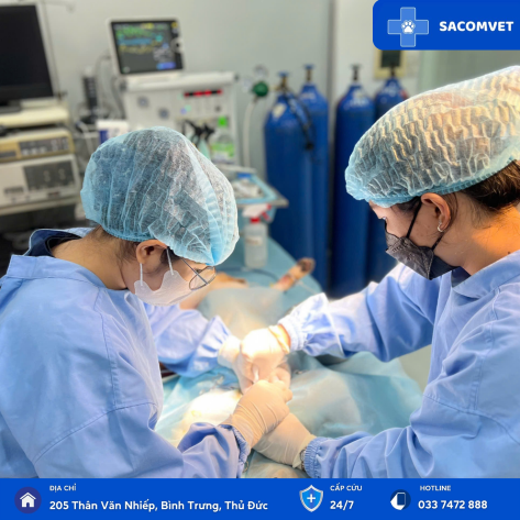 DỊCH VỤ PHẪU THUẬT & HẬU PHẪU KHỐI U Ở SACOMVET 