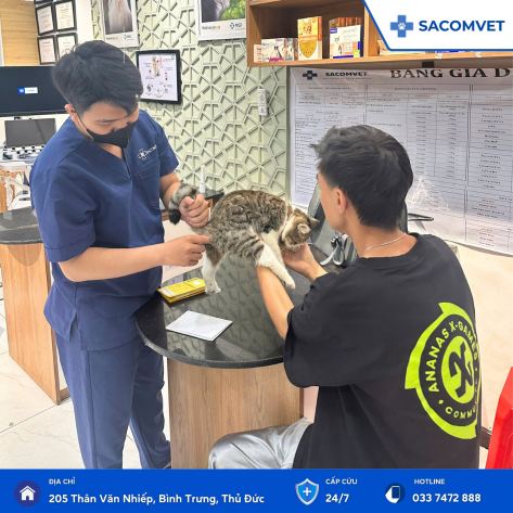 DỊCH VỤ TẦM SOÁT SỨC KHỎE ĐỊNH KỲ CHÓ MÈO CHO THÚ CƯNG TẠI SACOMVET 