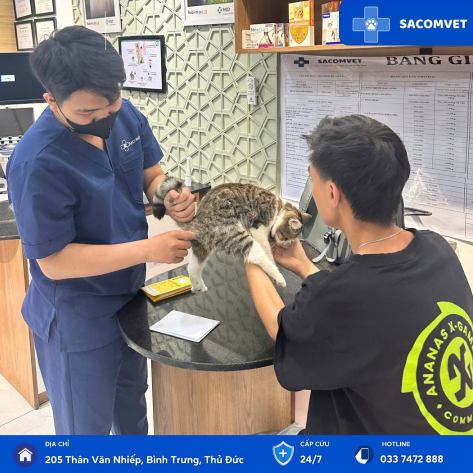 DỊCH VỤ TẦM SOÁT SỨC KHỎE ĐỊNH KỲ CHÓ MÈO CHO THÚ CƯNG TẠI SACOMVET 
