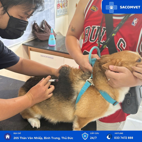 DỊCH VỤ TIÊM PHÒNG VACCINE CHO THÚ CƯNG 