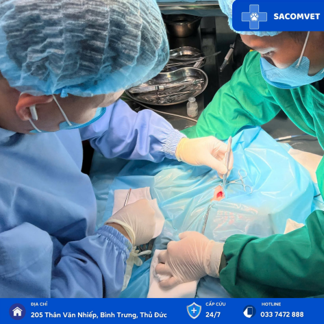 DỊCH VỤ PHẪU THUẬT & HẬU PHẪU TRIỆT SẢN Ở THÚ CƯNG TẠI SACOMVET 
