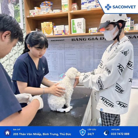 DỊCH VỤ TƯ VẤN DINH DƯỠNG THÚ CƯNG TẠI SACOMVET 