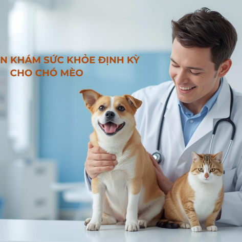 Khám sức khỏe định kì cho thú cưng 