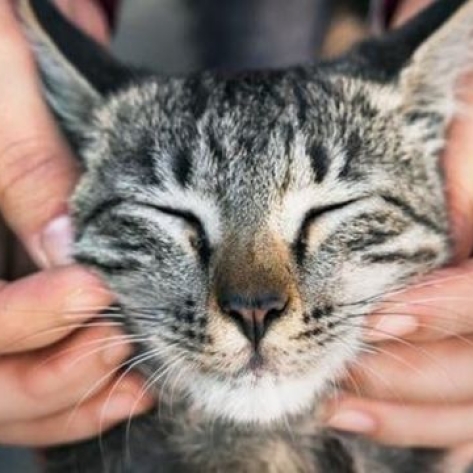 Mèo bị ghèn mắt, chủ nhân cần làm gì?