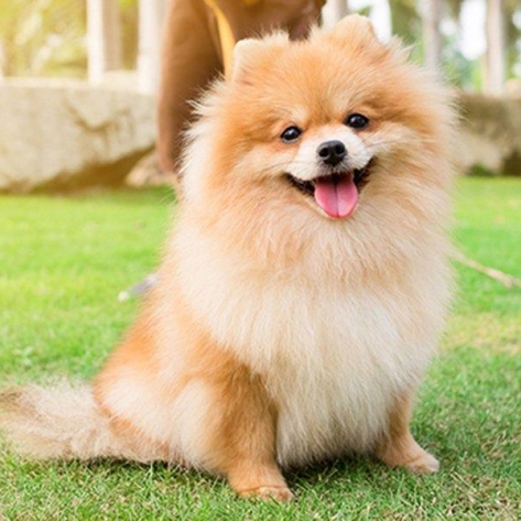 Dịch vụ thú cưng mang đến những lợi ích như thế nào?