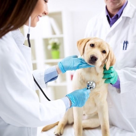 Tiêu chí giúp bạn đánh giá và chọn ra nơi cung cấp dịch vụ chăm sóc thú cưng phù hợp