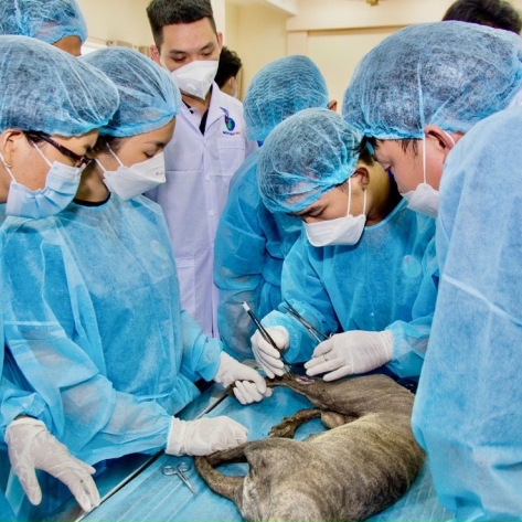 Phẫu thuật cho thú cưng