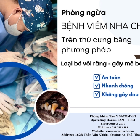 Viêm nha chu ở chó mèo: Dấu hiệu và điều trị hiệu quả tại SACOMVET – Quận 2