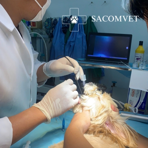 Dịch vụ cấp cứu thú y 24/7 