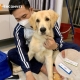 Các Bệnh Truyền Nhiễm Ở Chó Mèo: Triệu Chứng, Điều Trị & Cách Phòng Ngừa
