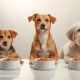 Cách chọn pate cho chó theo độ tuổi
