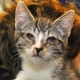 Bệnh Feline Herpesvirus (FHV) là bệnh gì ?